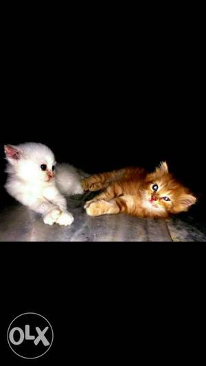 Two White And Orange Tabby Kittens