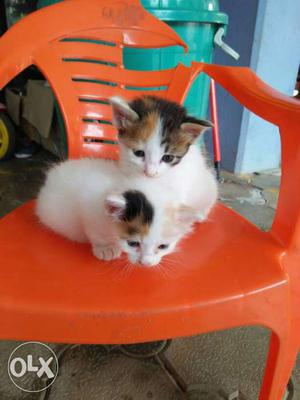 Two White Tabby Kittens