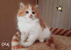 Very active persian kitten for sale in vadodara