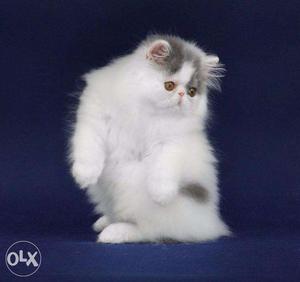 Very nice persian kitten for sale in kanpur