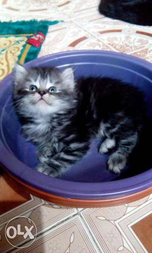 Want to sell my 2months old Persian cat kitten