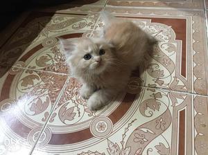 Want to sell my female 2 months old persian
