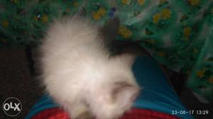White And Black Himalayan Cat