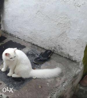 White Coated Cat Persian cat male