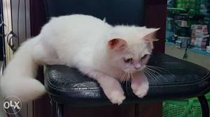 White Healthy Persian Cat 3 Months Old Fully Vaccinated