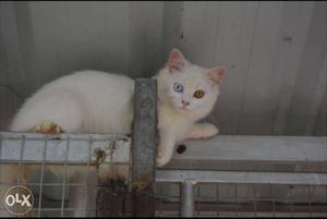 White Heterochromia Cat