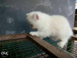 White Kitten