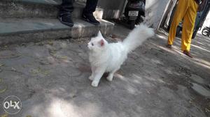 White Persian Cat