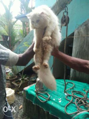 White Persian Cat for matting