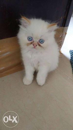 White Persian Cat kitten sale all different colors sale.