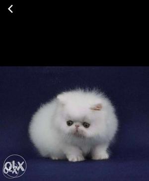 White Persian Flat Nose Kitten