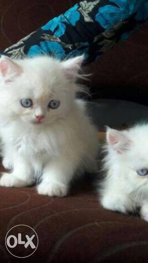 White Persian Kitten cats sale all cute color long fur cat
