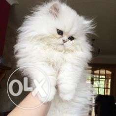 White Persian cat. Origanl breed. 8months old.