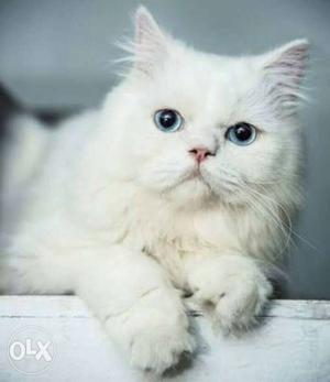 White Persian cat blue eyes