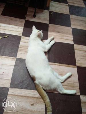 White Short-fur Tabby Cat