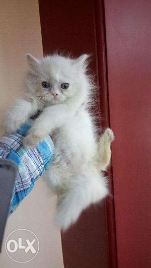 White color semi face Persian kitten for sale in