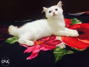 White doll face pure persian female cat