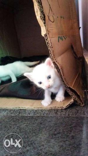 White kitten with odd eyes