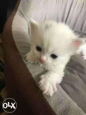 White kittens available