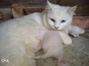 White persian blue eyes Cat And Kittens