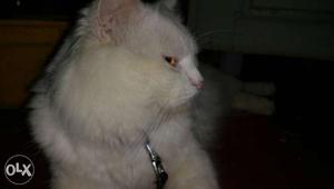 White persian cat male 1 year old wit cage for
