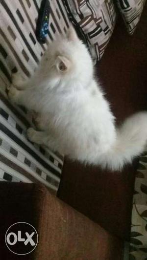 White persian kitten