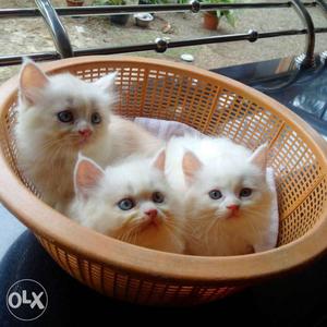 White persian kittens..45 days old..true
