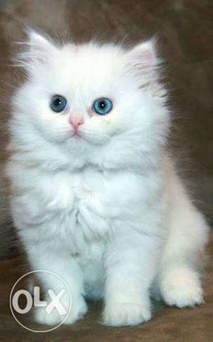 White persian kittens and mother