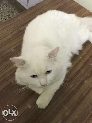 White persian male cat with blue eyes