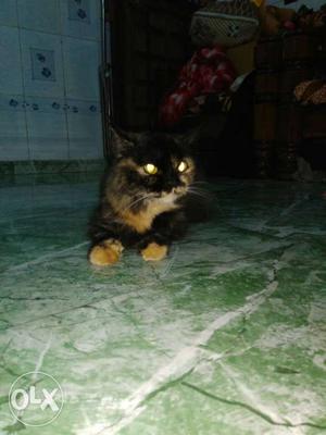 Yellow eyes parcian cat female. Fully royal and
