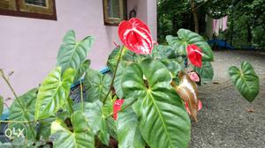 Good quality anthurium plants