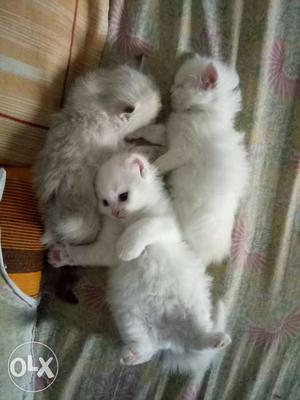 1 months kittens 2 pure percian 1