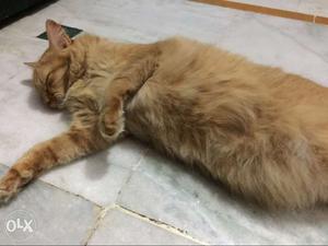 12 months old golden semi persian cat very