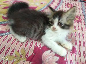2 months male and female Persian cat's sell...