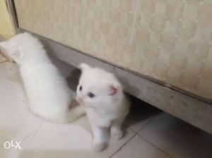 2 months old female persian