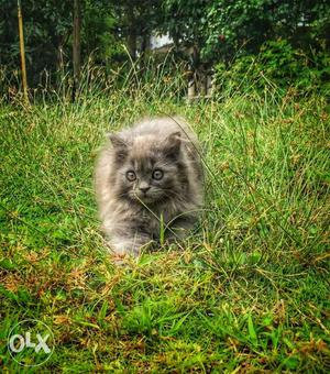 3 months older purssian cat urgent sale
