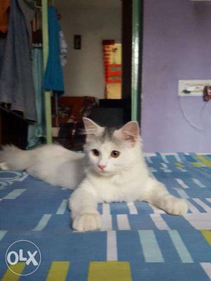 5 months Male Persian Cat for Sale;