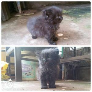 50 days old female cat for sale