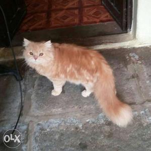 7 month male Persian cat heavy bone double coated