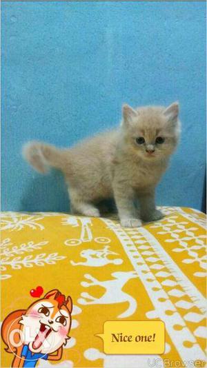 All India kitten deliver cash on delivery Persian