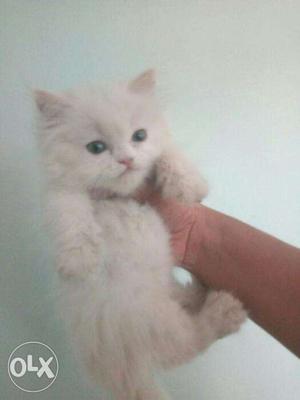All color kitten available in faridabad