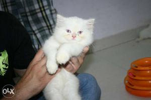 All kinds and colour Persian kittens available