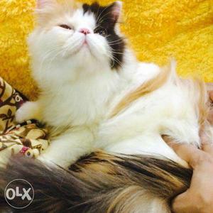 All type persian cat for sell plz contact me