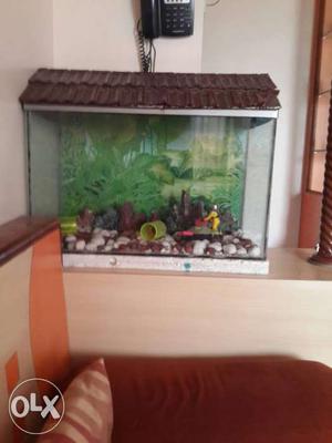 Aquarium with 3-4 show items and a filter along