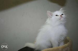 Best Persian kittens available