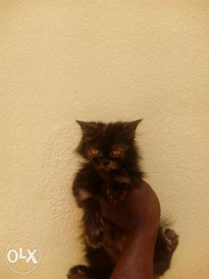 Black And Brown Fur Kitten