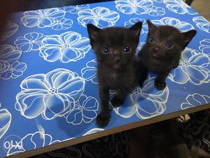 Black cats for sale...at reasonable price