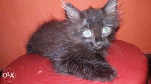 Black colour female cat two months old very