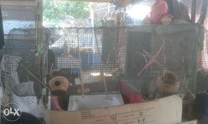 Cage for sale in karamana trivandrum