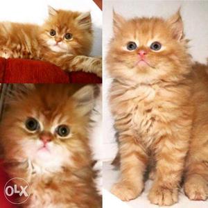 Cash on delivery all india kitten sale in aligarh persian